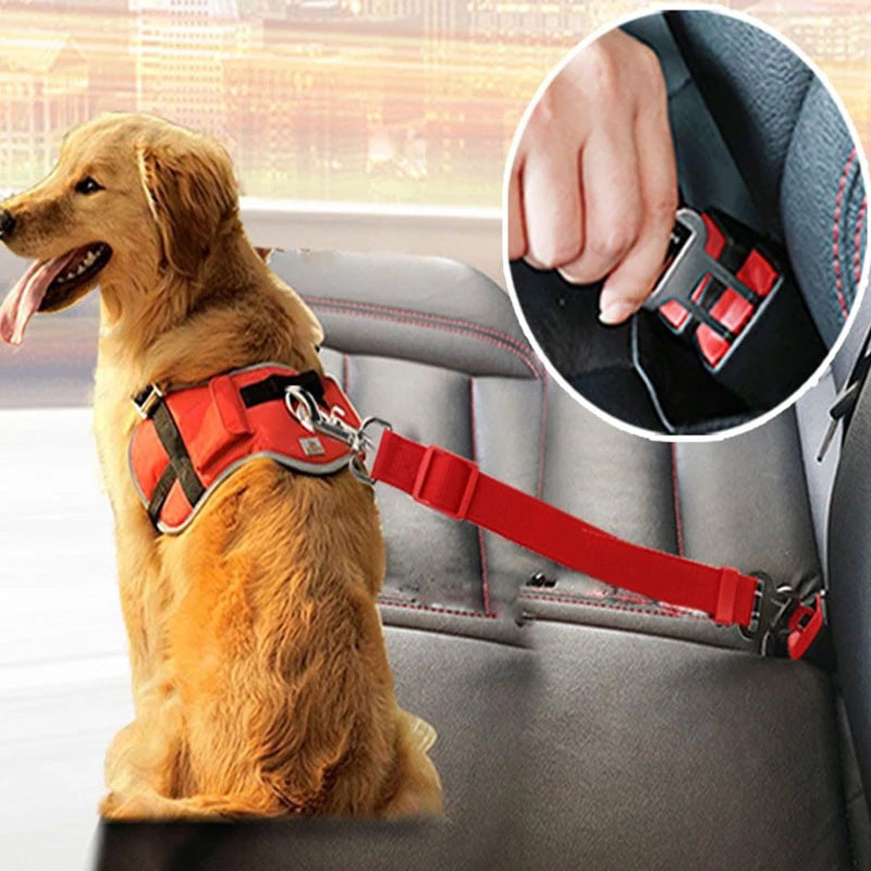 Golden retriever dog secured with red safety harness and leash attached to car seatbelt buckle