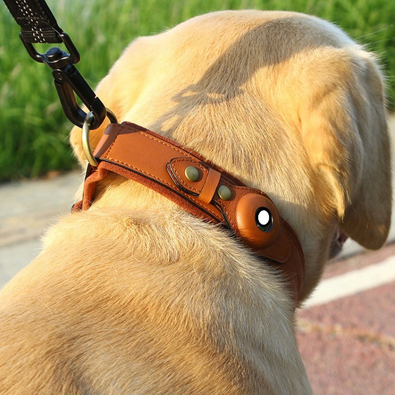 Yellow Labrador wearing a brown leather collar with a tracking device, outdoors near grass