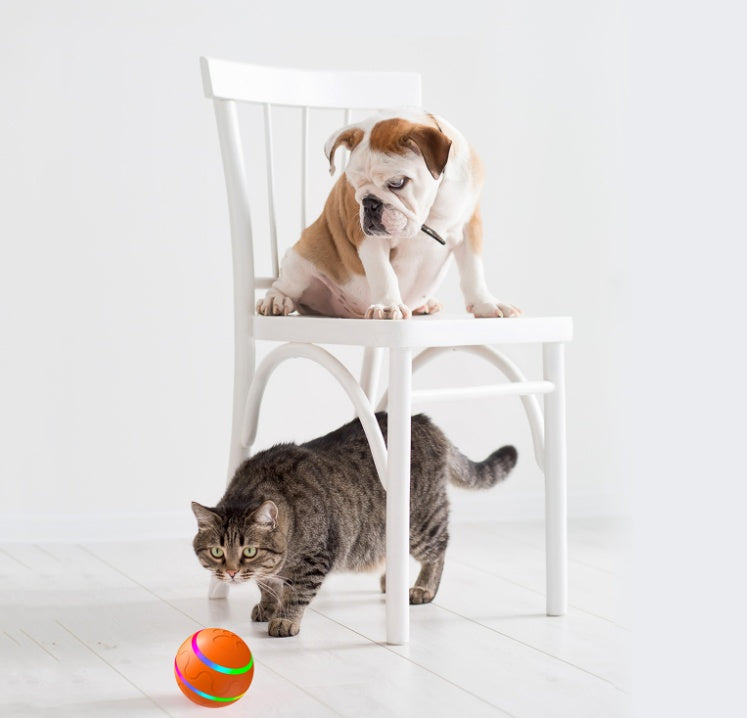 Bulldog puppy sitting on white chair watching grey tabby cat with colorful ball on white floor
